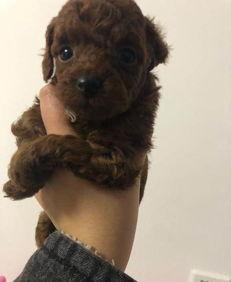 天门泰迪爆料视频大全最新,揭秘幕后真相与精彩瞬间